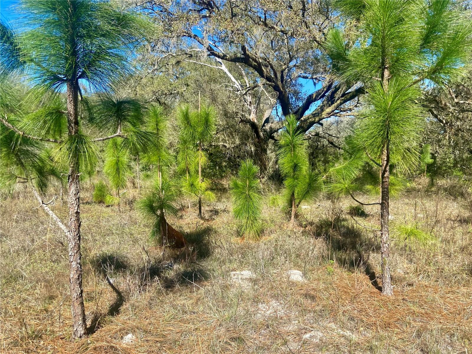 00 UNNAMED, SPRING HILL, FL — photo 56