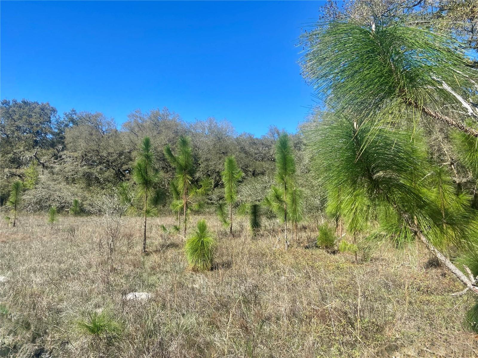 00 UNNAMED, SPRING HILL, FL — photo 57