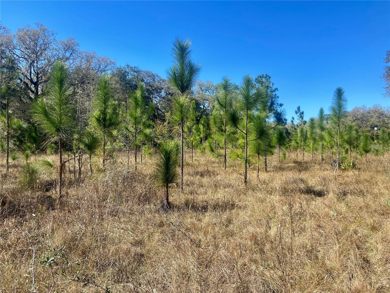 00 UNNAMED, SPRING HILL, FL — photo 59