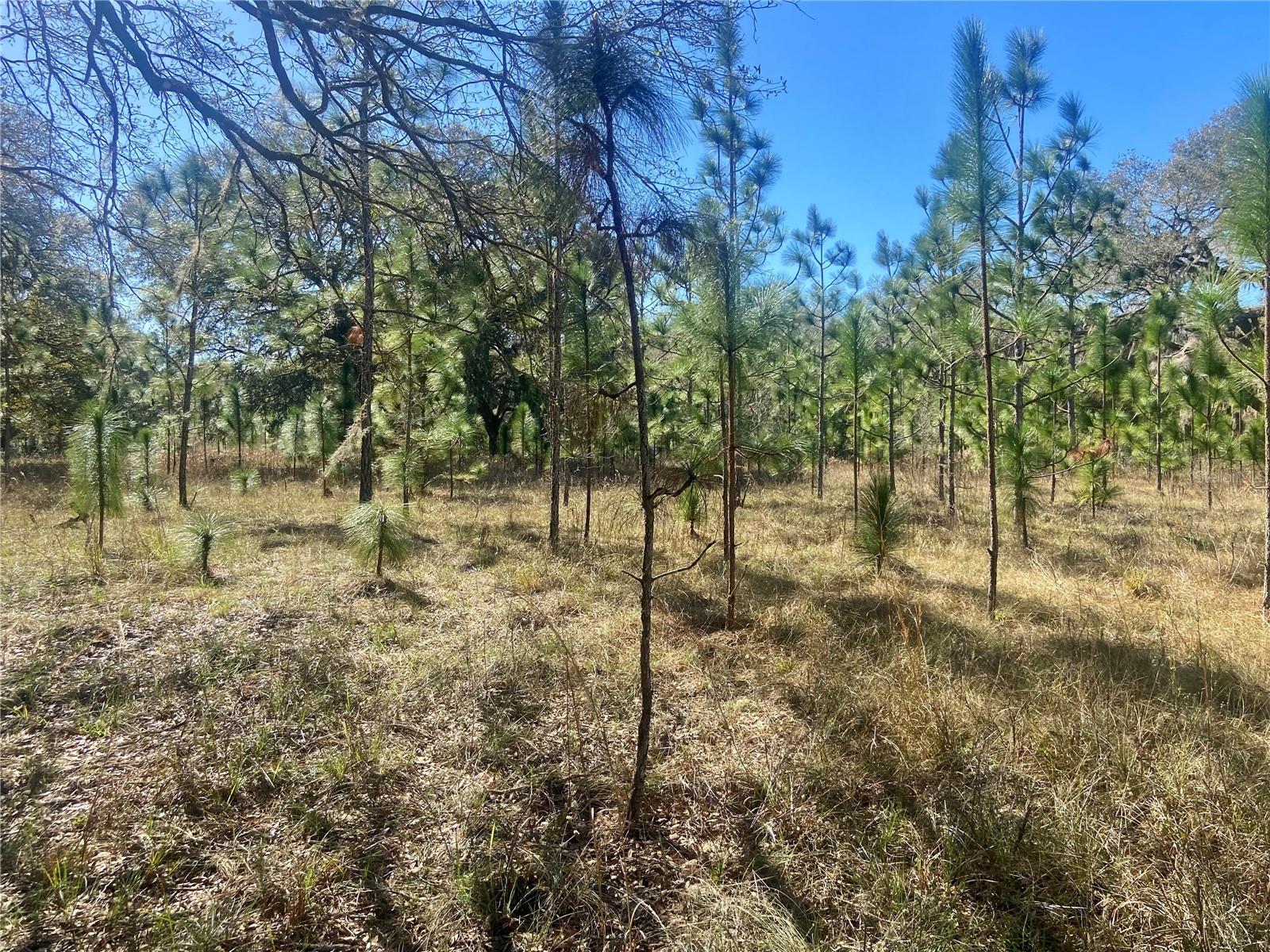 00 UNNAMED, SPRING HILL, FL — photo 63
