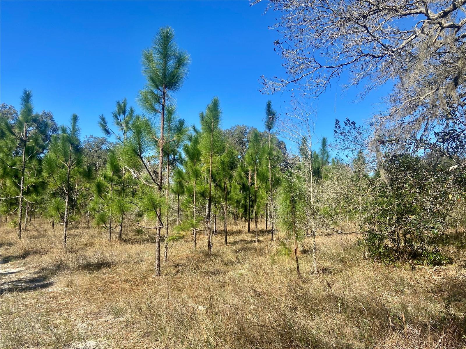 00 UNNAMED, SPRING HILL, FL — photo 65
