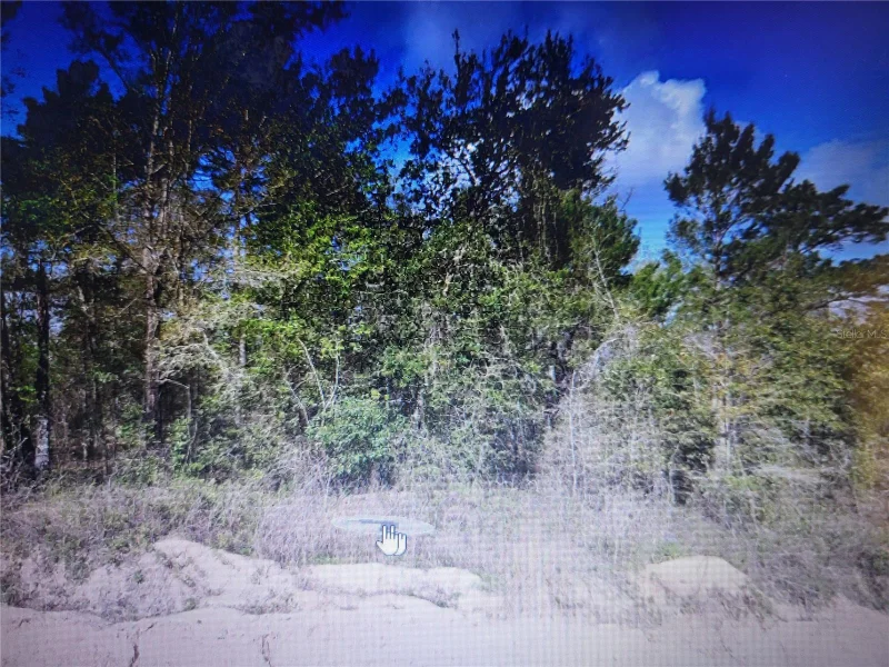 GREY, INTERLACHEN, FL