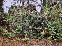 LOT 24 CAMPBELL ST — photo 4