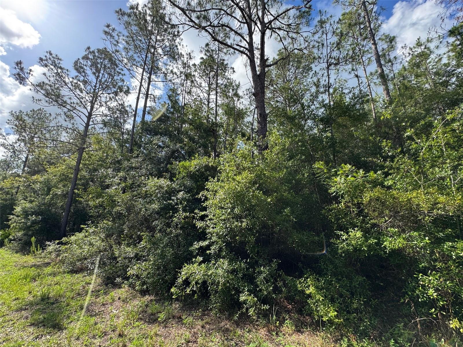 Lot#11 SW SOUTH BEACH CT, DUNNELLON, FL — photo 5