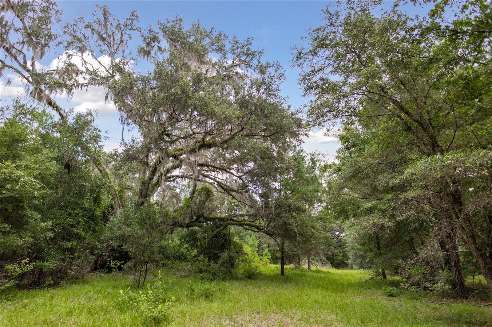 8530 NE 160TH AVE, WILLISTON, FL — photo 40