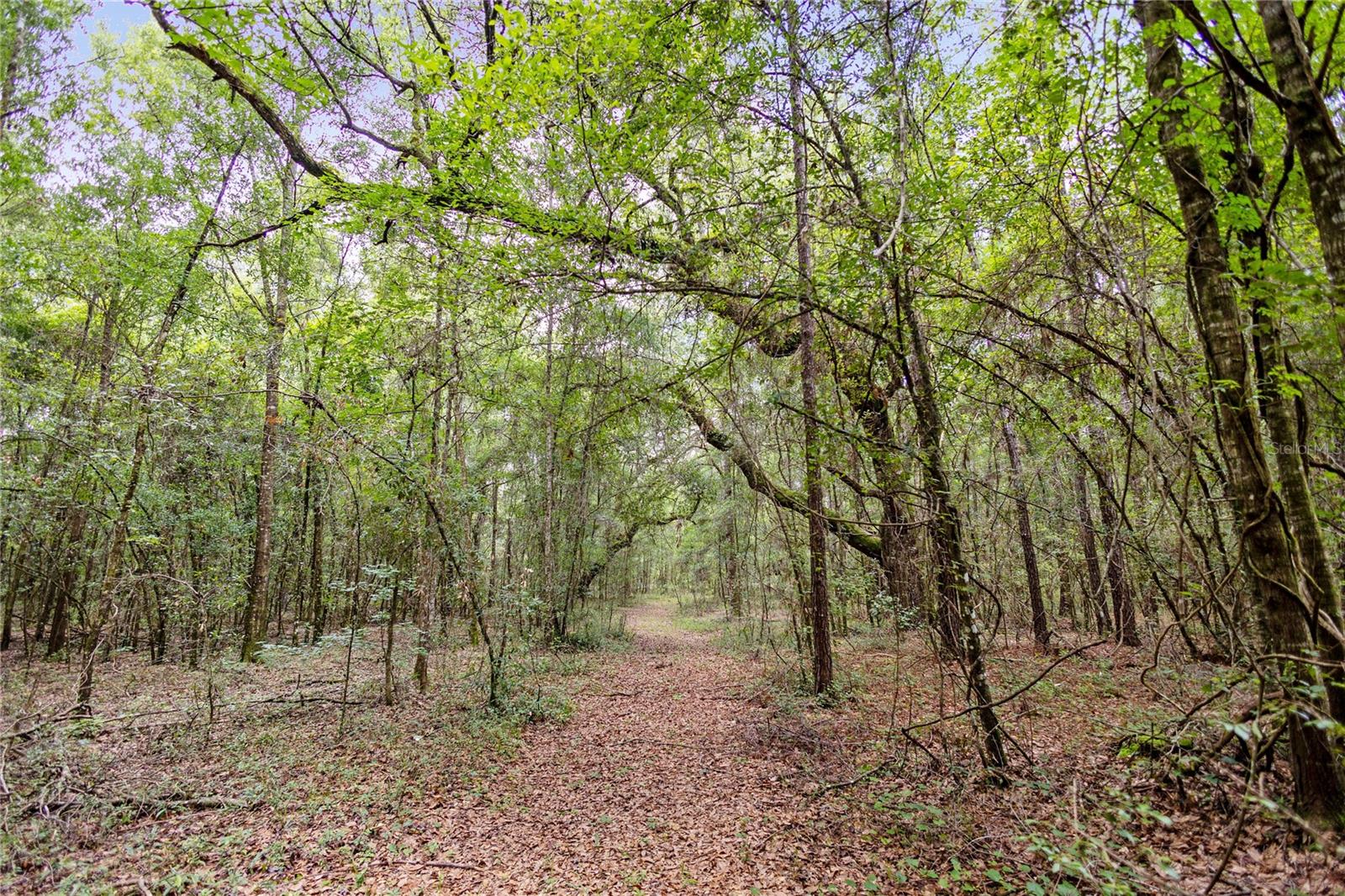 8530 NE 160TH AVE, WILLISTON, FL — photo 41