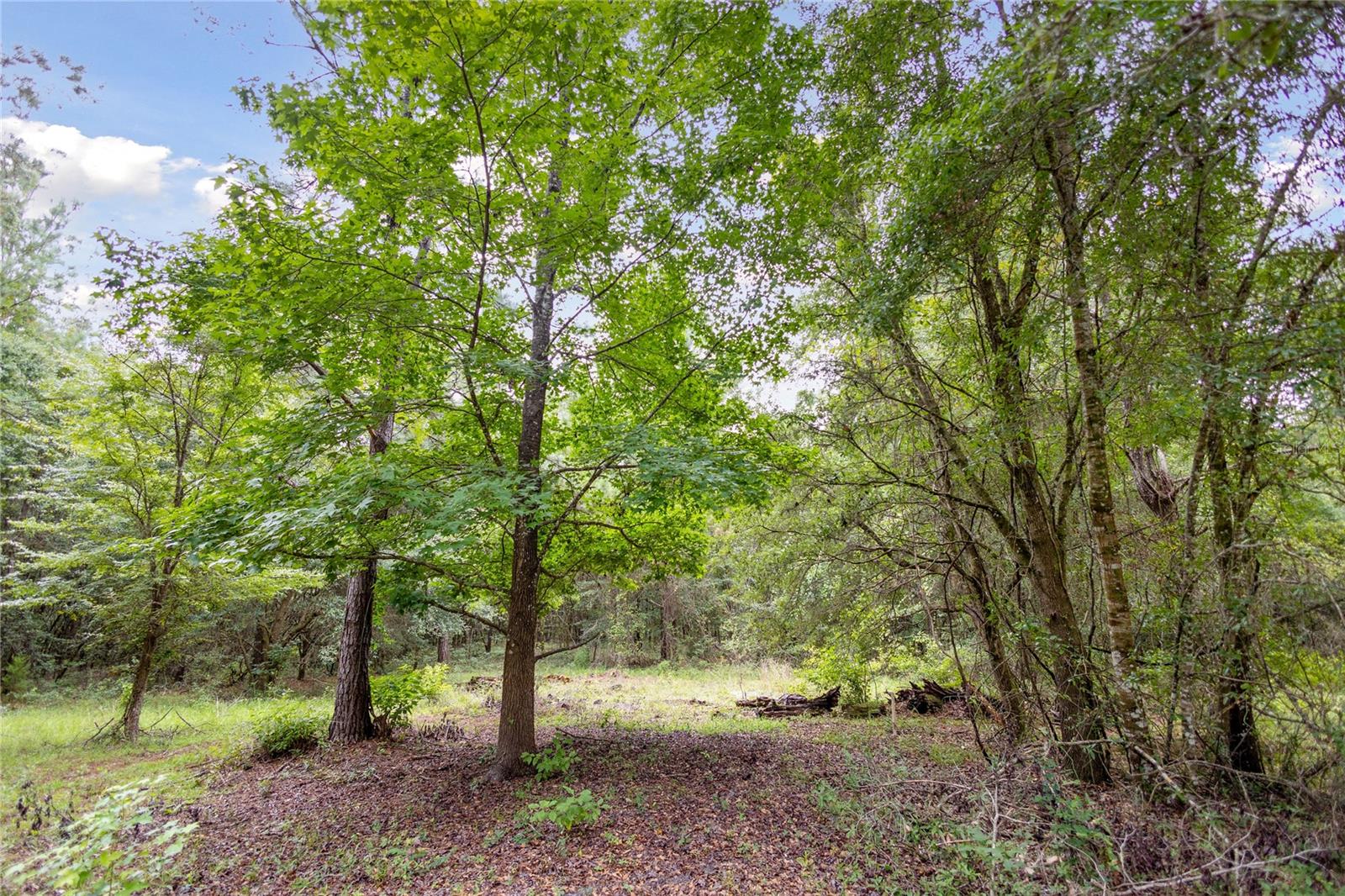 8530 NE 160TH AVE, WILLISTON, FL — photo 45