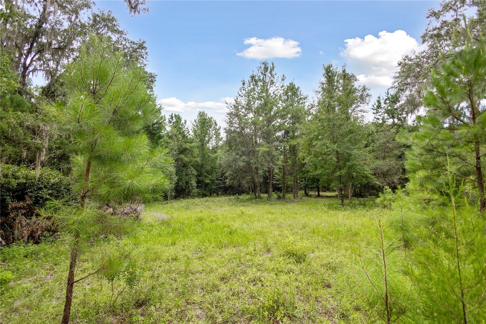8530 NE 160TH AVE, WILLISTON, FL — photo 47