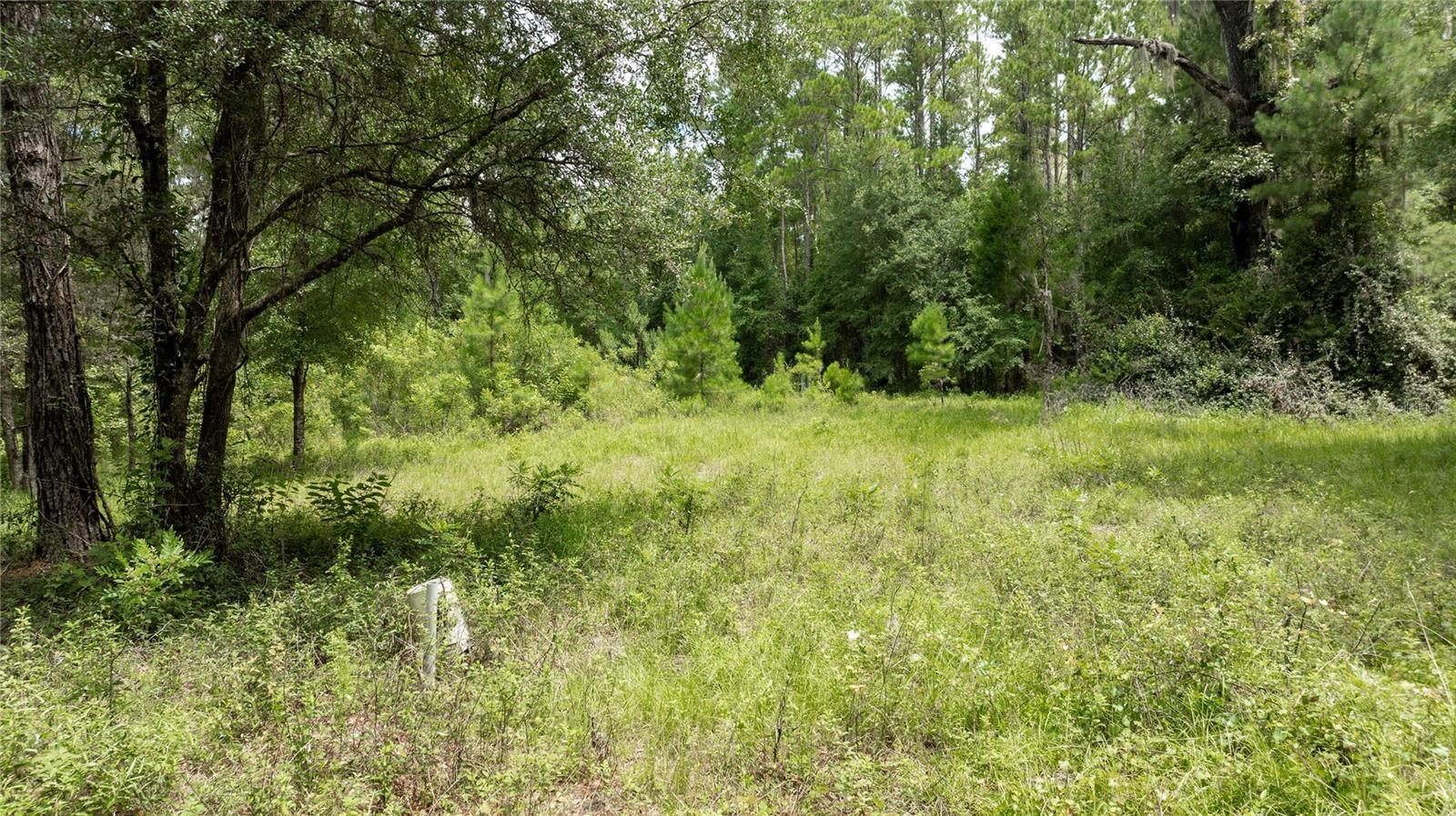 8530 NE 160TH AVE, WILLISTON, FL — photo 62