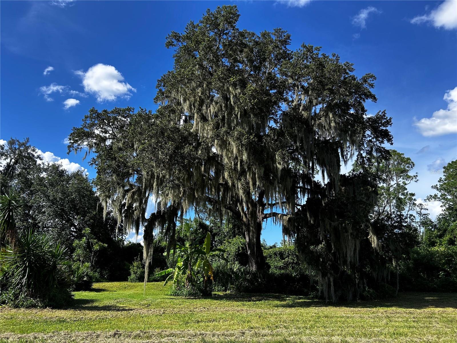 15401 CO RD 450, UMATILLA, FL — photo 33