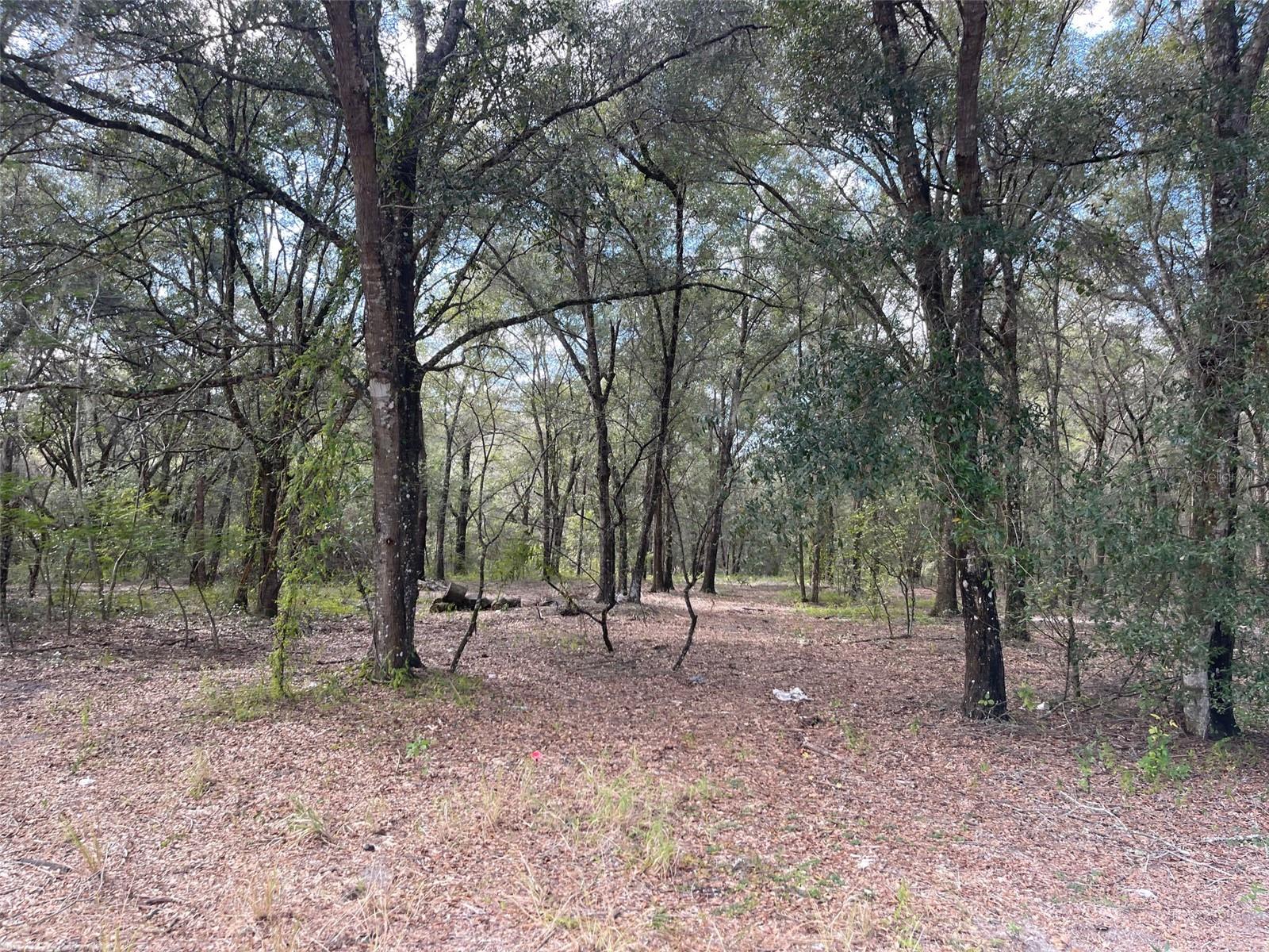 GRAYS AIRPORT RD, LADY LAKE, FL — photo 14