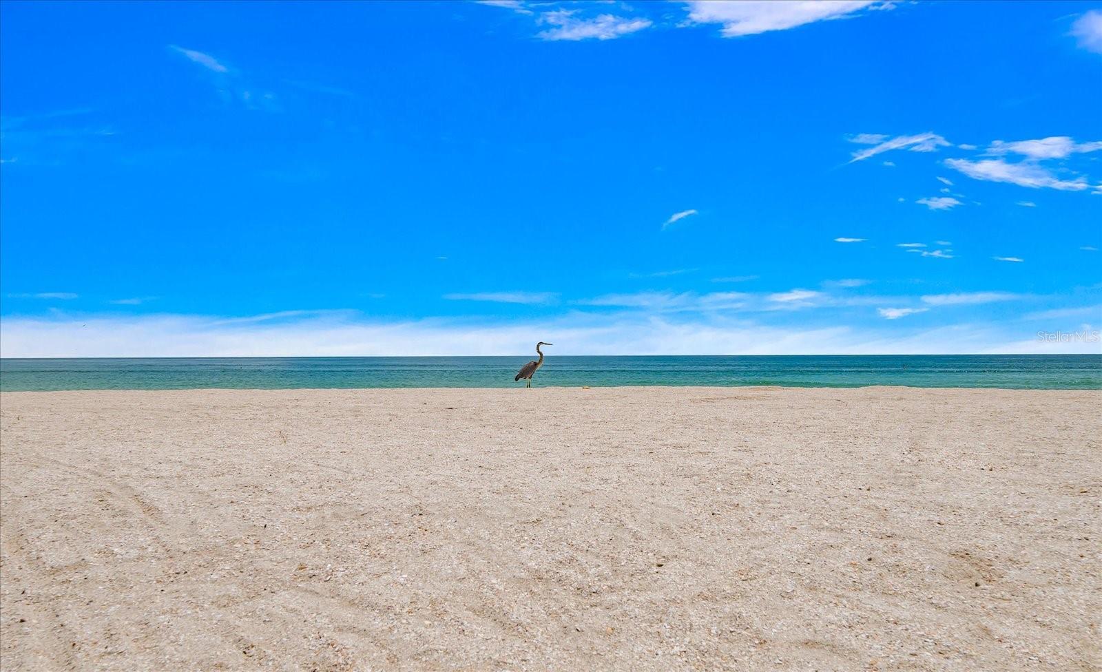 8405 BAYSHORE DR, TREASURE ISLAND, FL — photo 42