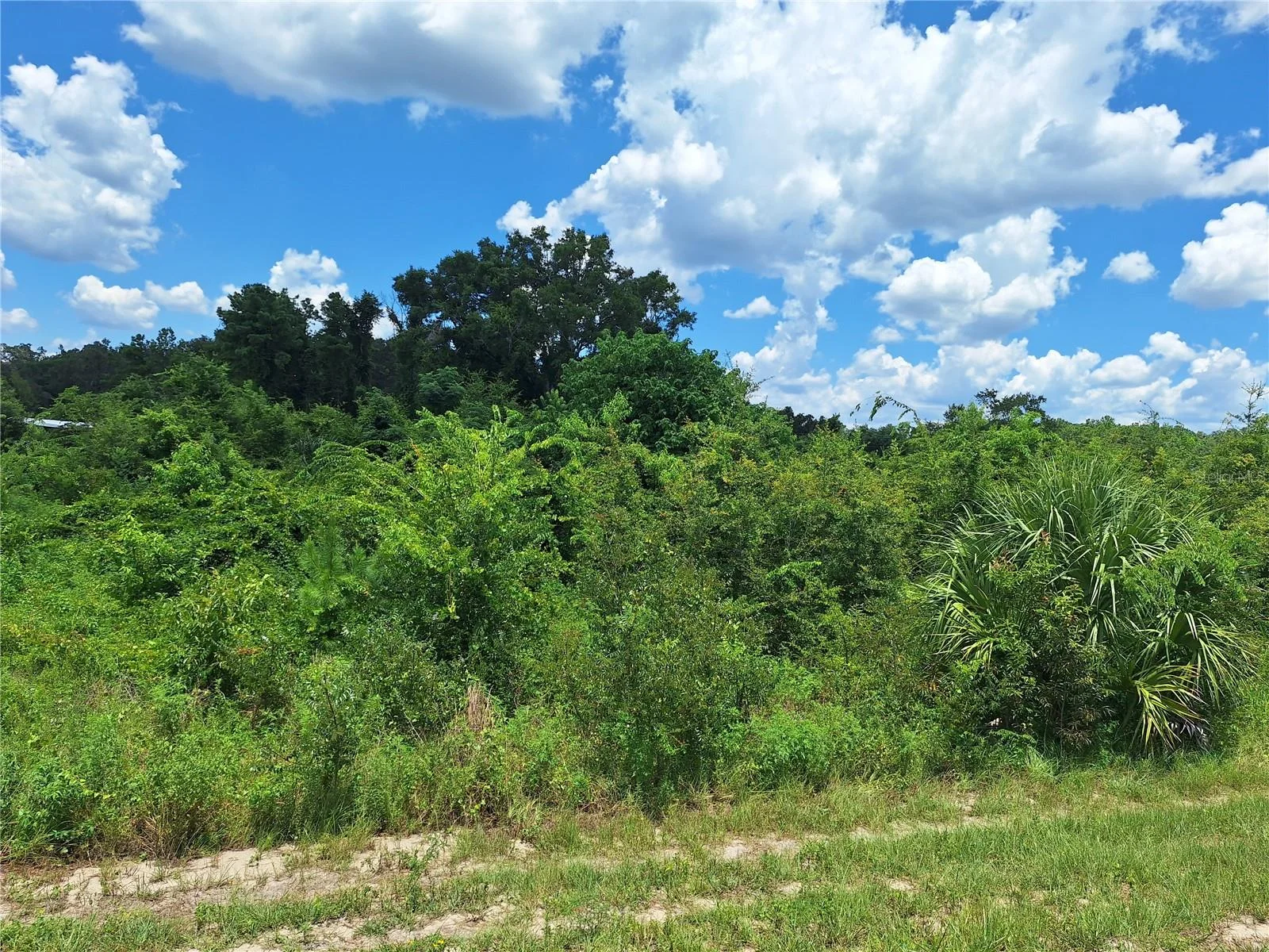TBD SE HWY. 19, OLD TOWN, FL — photo 3