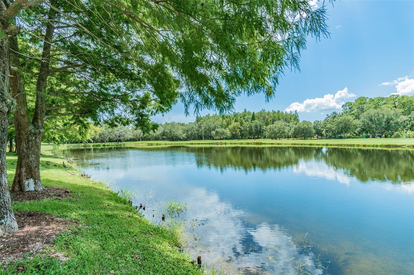 10526 GREENCREST DR, TAMPA, FL — photo 42