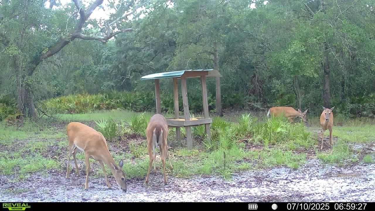 2669 NW SUWANNEE VALLEY RD, LAKE CITY, FL — photo 131