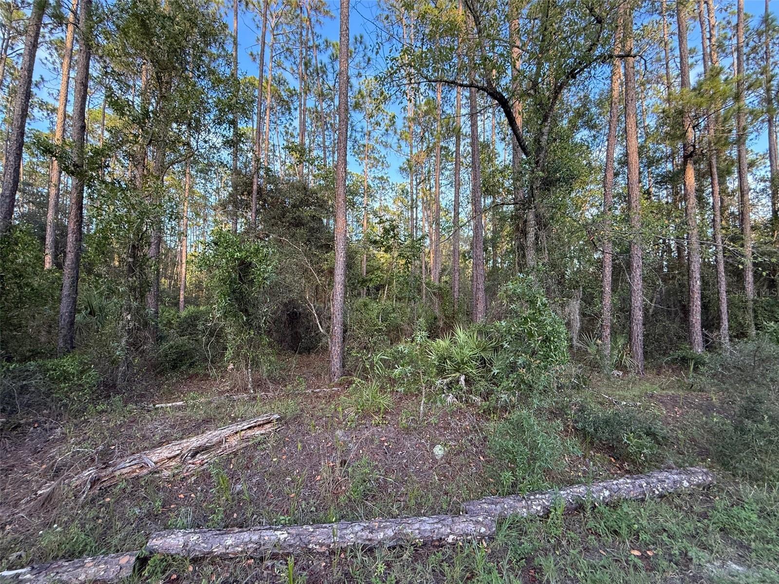 TBD SW SOUTH WATER CT, DUNNELLON, FL — photo 9