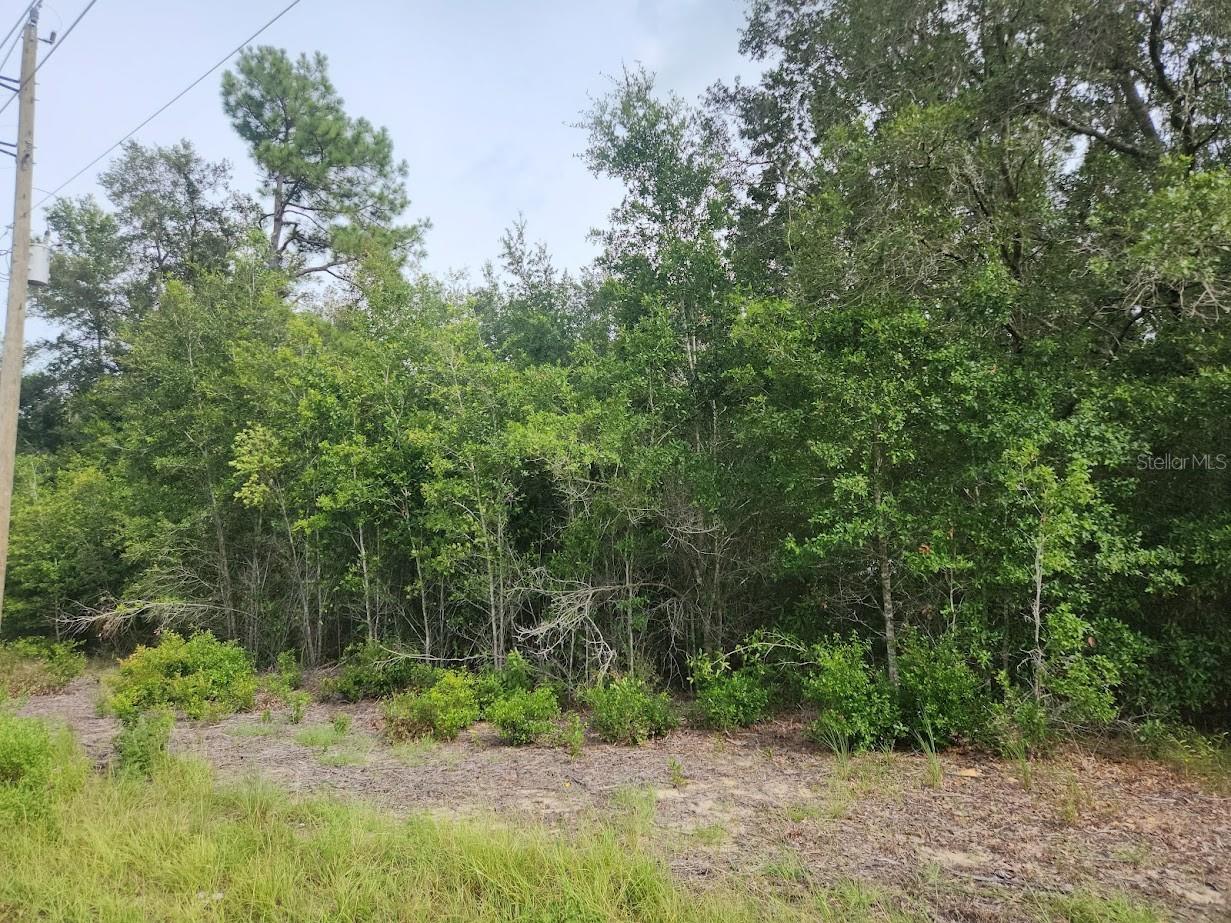 Lot 13 SW RAINBOW LAKES BLVD, DUNNELLON, FL — photo 4