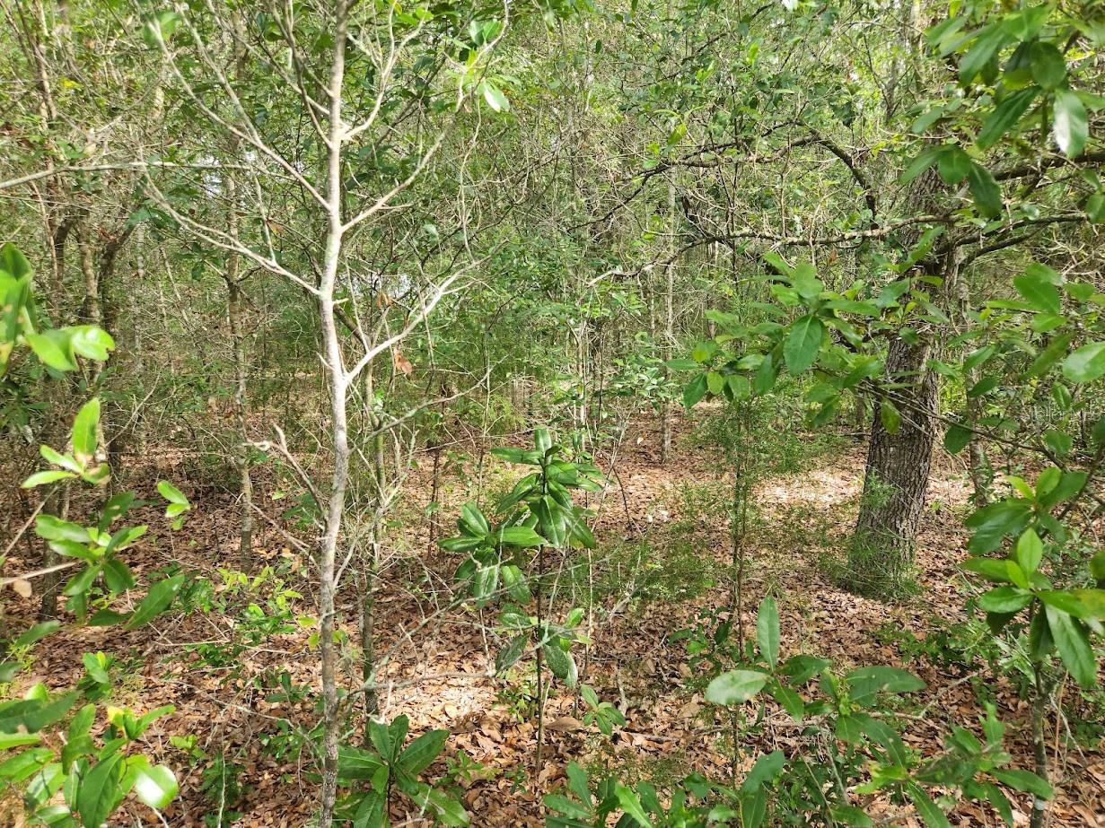 Lot 13 SW RAINBOW LAKES BLVD, DUNNELLON, FL — photo 10