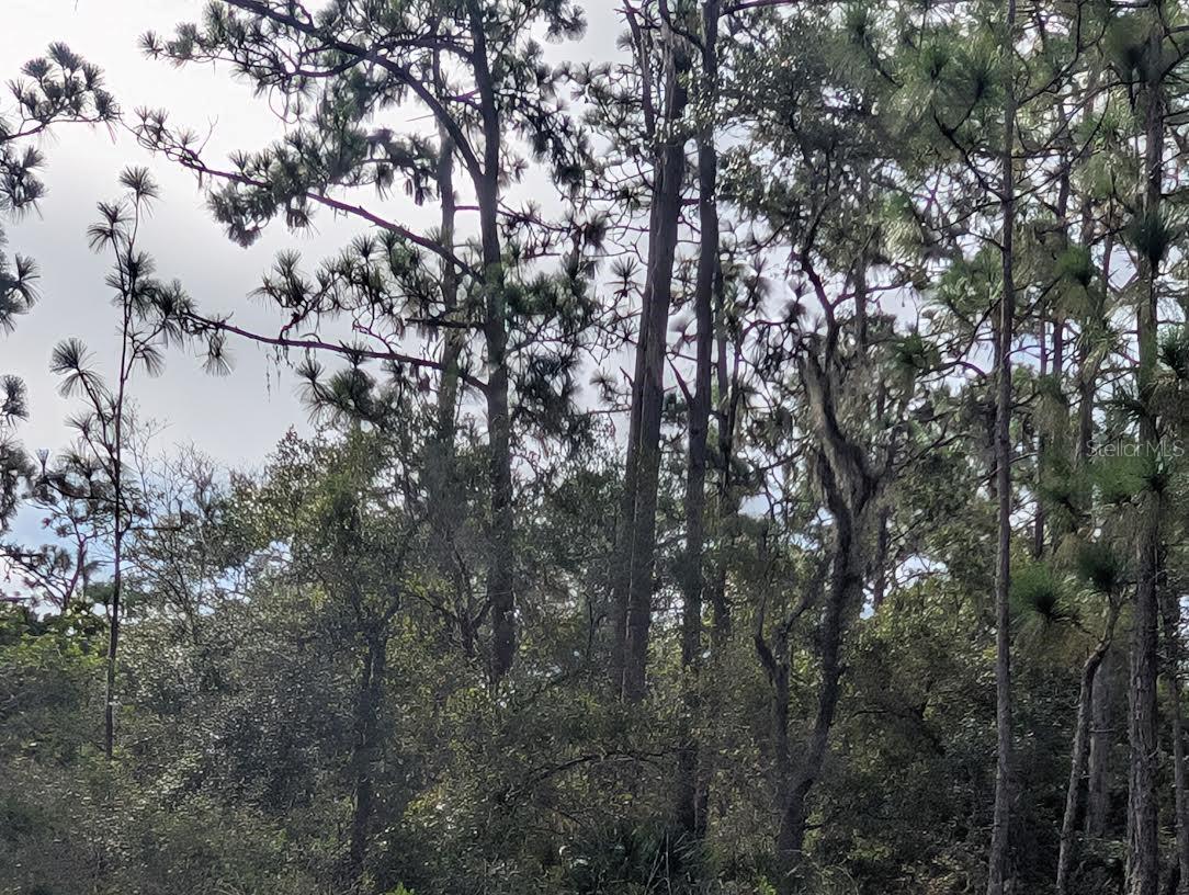 523 AZALEA DR, INDIAN LAKE ESTATES, FL — photo 4