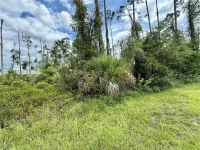 DRAGONFLY AVE — photo 3