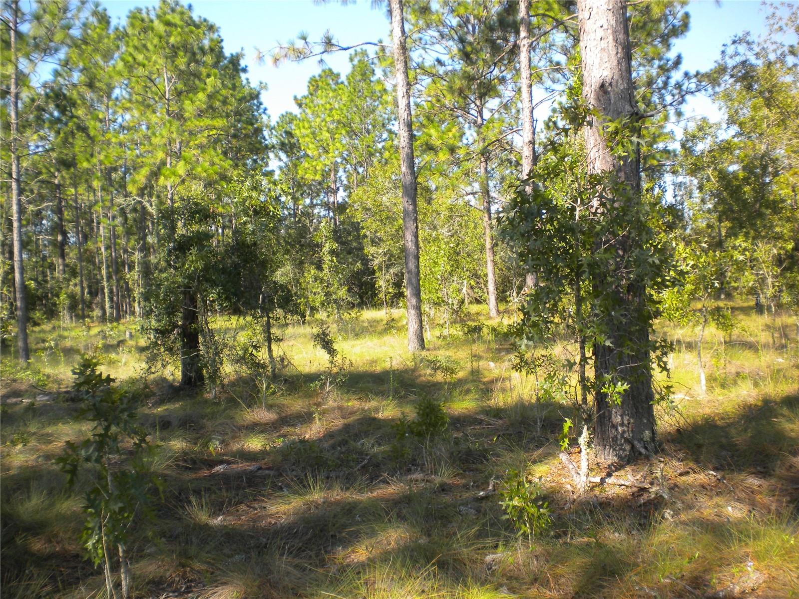 LOT14 SE 136 TH TER, DUNNELLON, FL — photo 10