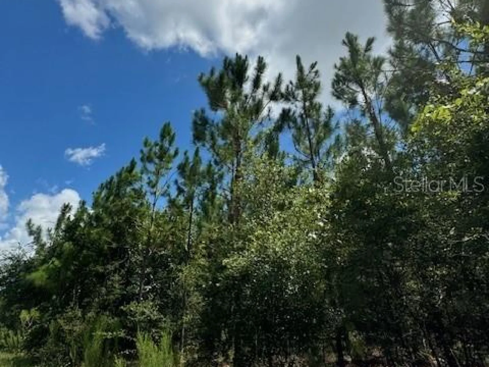 SW COLES CT, FORT WHITE, FL — photo 23
