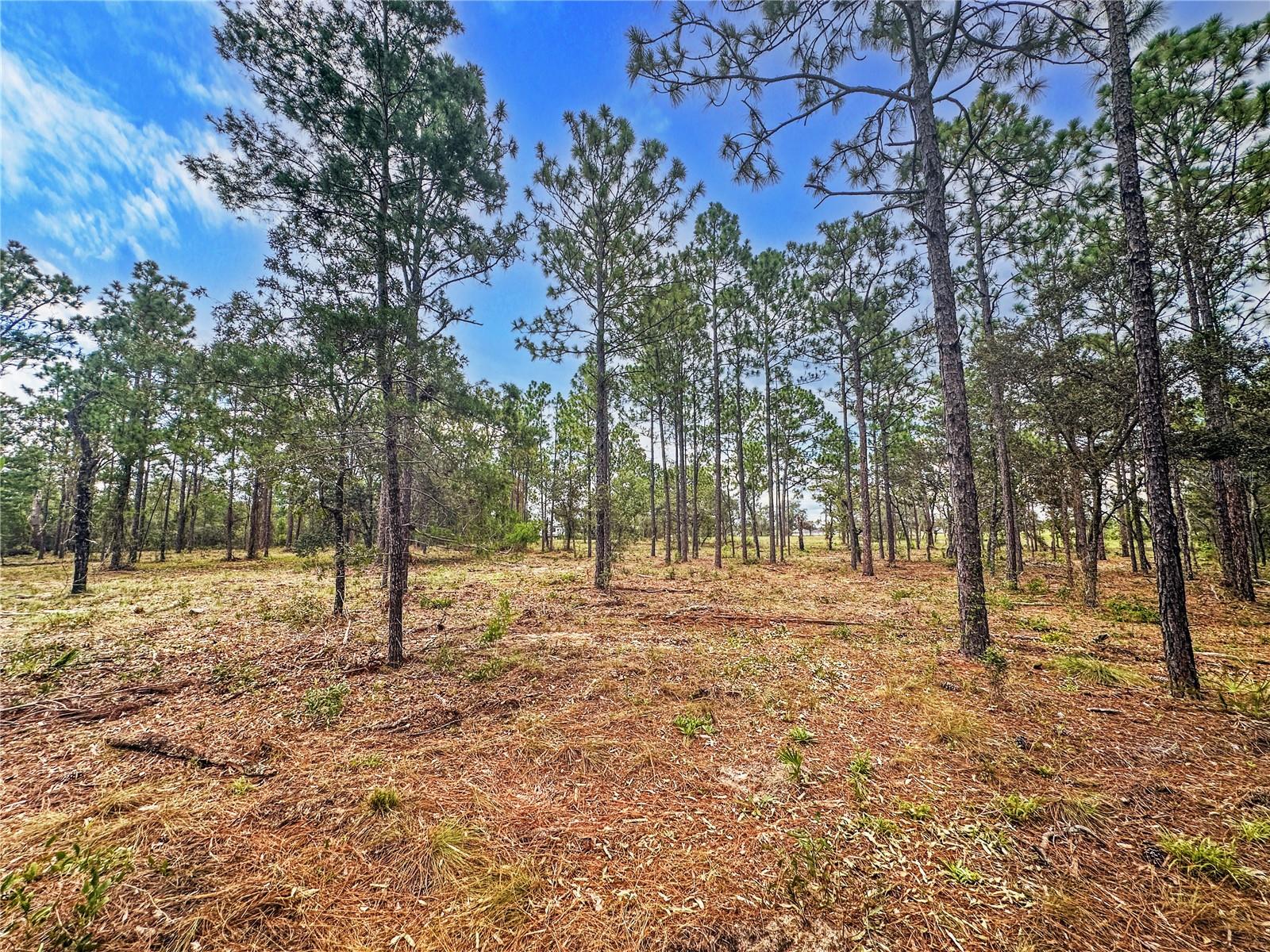 0 SUNSHINE GROVE RD, BROOKSVILLE, FL — photo 24