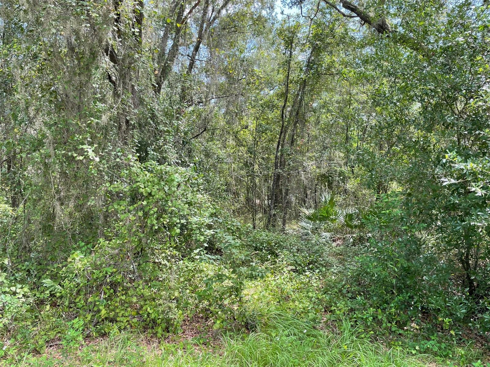 LOTS 13 & 14 SW SHOREWOOD DR, DUNNELLON, FL — photo 11