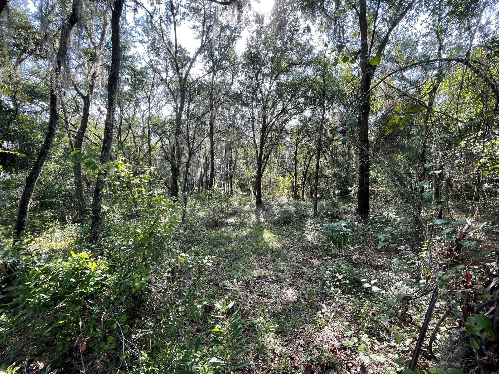 LOTS 13 & 14 SW SHOREWOOD DR, DUNNELLON, FL — photo 6