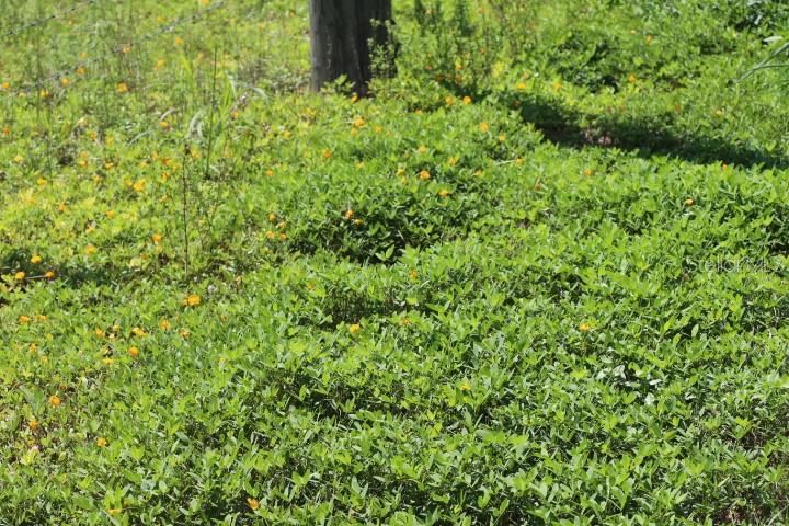 GREEN SWAMP RD, CLERMONT, FL — photo 14