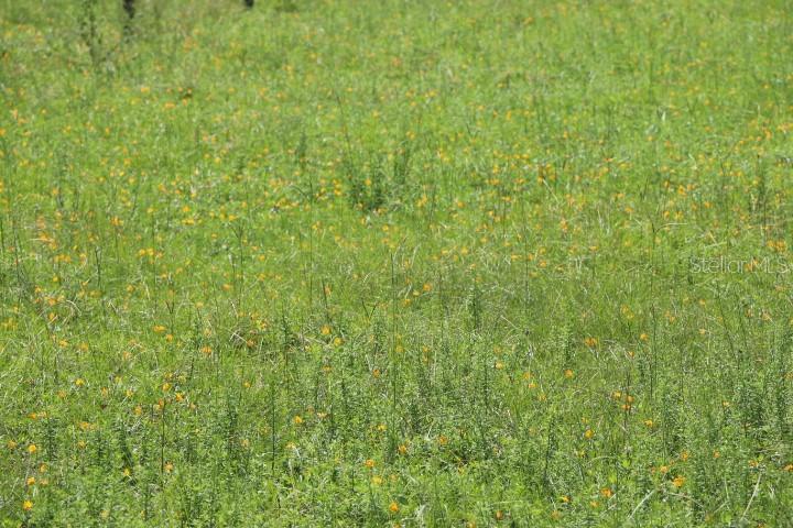 GREEN SWAMP RD, CLERMONT, FL — photo 11