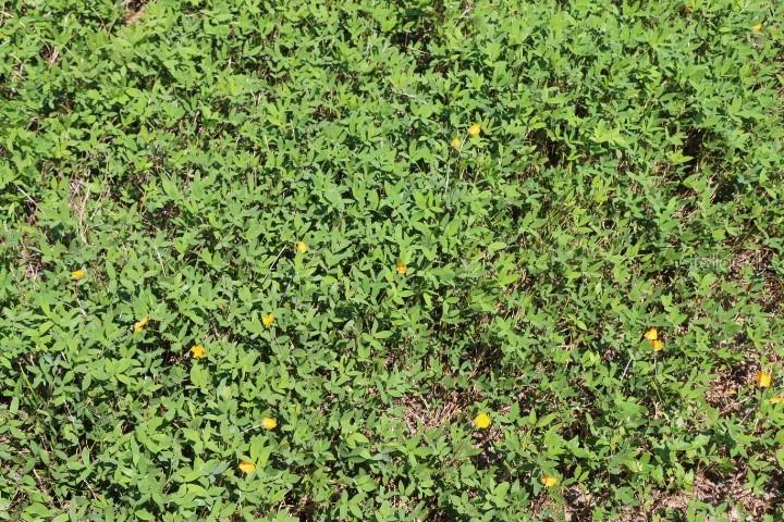 GREEN SWAMP RD, CLERMONT, FL — photo 23