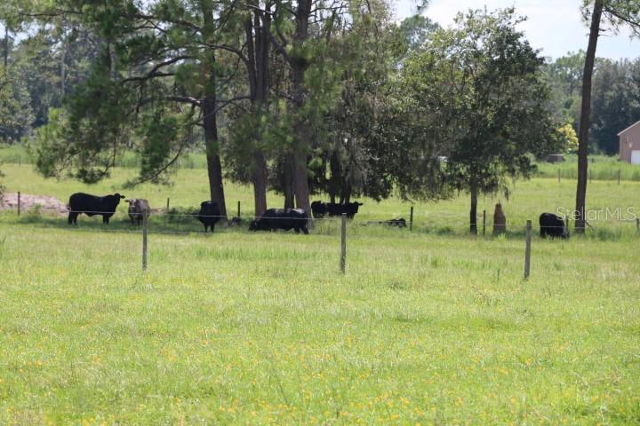 GREEN SWAMP RD, CLERMONT, FL — photo 81