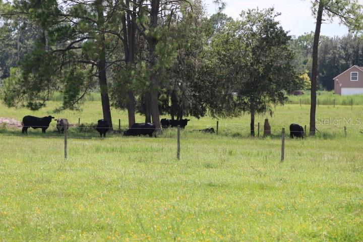 GREEN SWAMP RD, CLERMONT, FL — photo 38