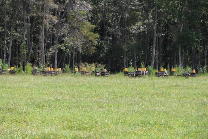 GREEN SWAMP RD, CLERMONT, FL — photo 45