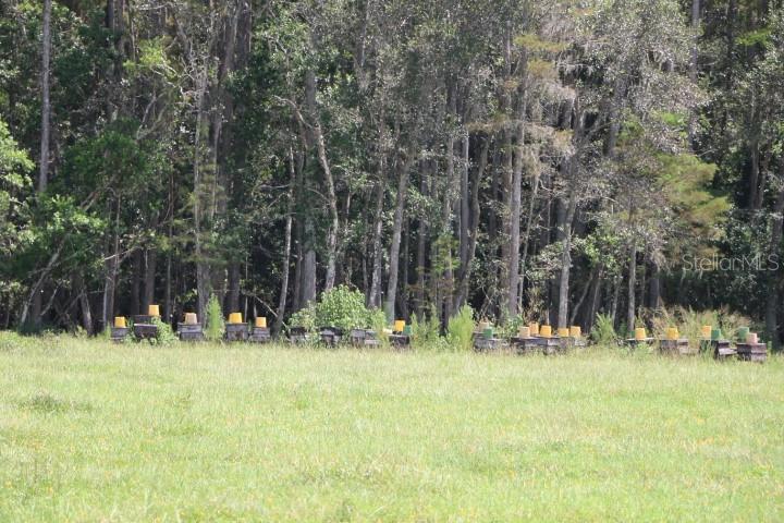 GREEN SWAMP RD, CLERMONT, FL — photo 56