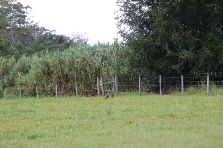 GREEN SWAMP RD, CLERMONT, FL — photo 71