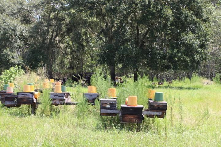 GREEN SWAMP RD, CLERMONT, FL — photo 78