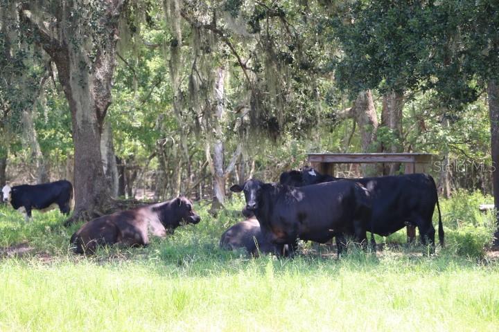 GREEN SWAMP RD, CLERMONT, FL — photo 85