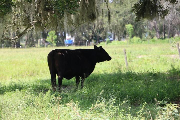 GREEN SWAMP RD, CLERMONT, FL — photo 89