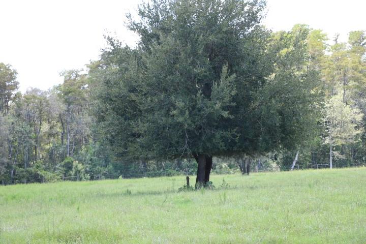 GREEN SWAMP RD, CLERMONT, FL — photo 101