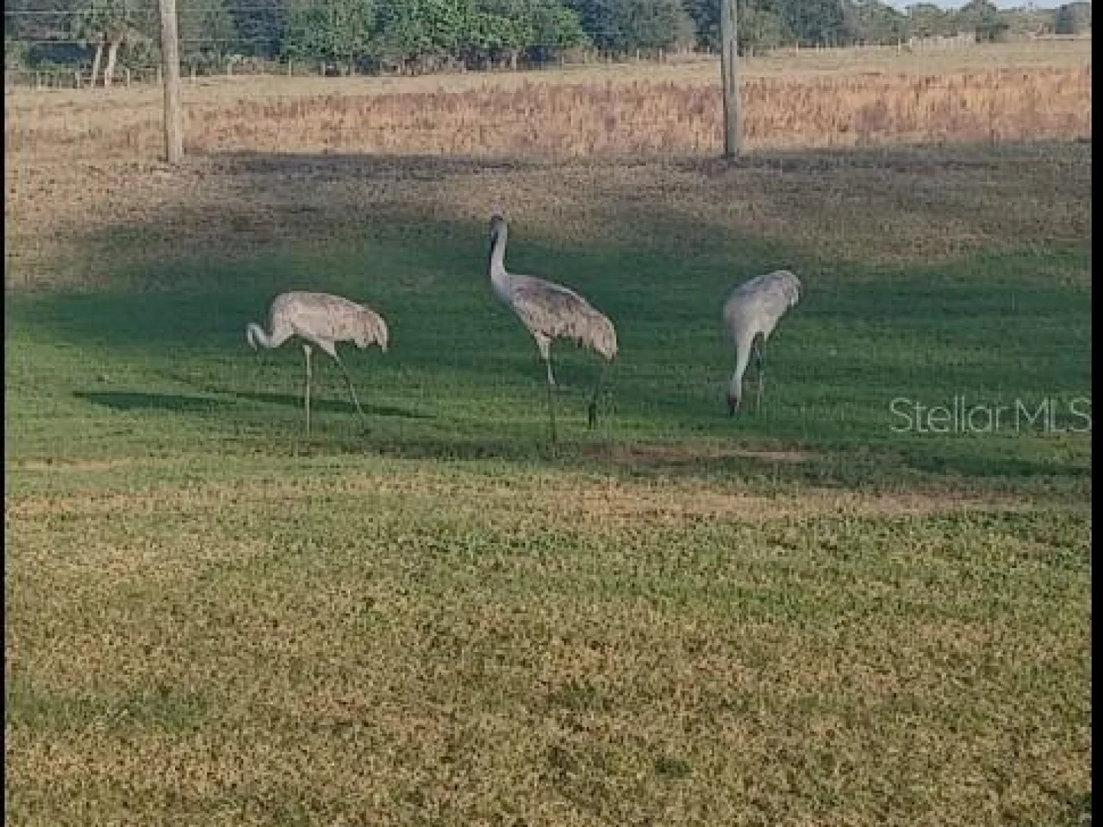 625 S REED RD, AVON PARK, FL — photo 18