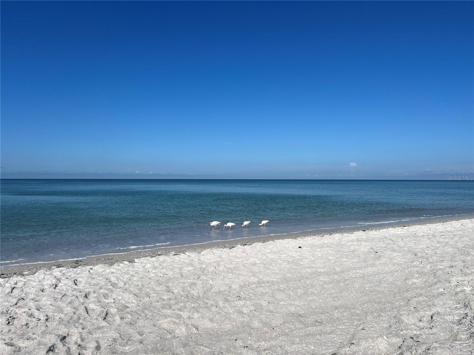 2425 GULF OF MEXICO DR #11F, LONGBOAT KEY, FL — photo 31