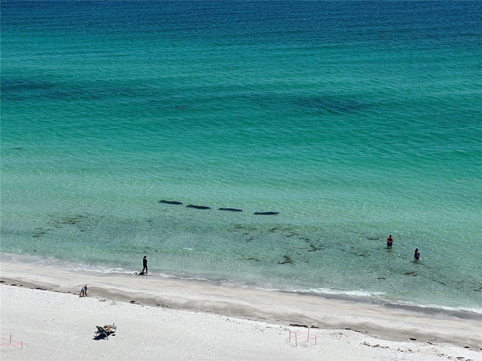 2425 GULF OF MEXICO DR #11F, LONGBOAT KEY, FL — photo 34