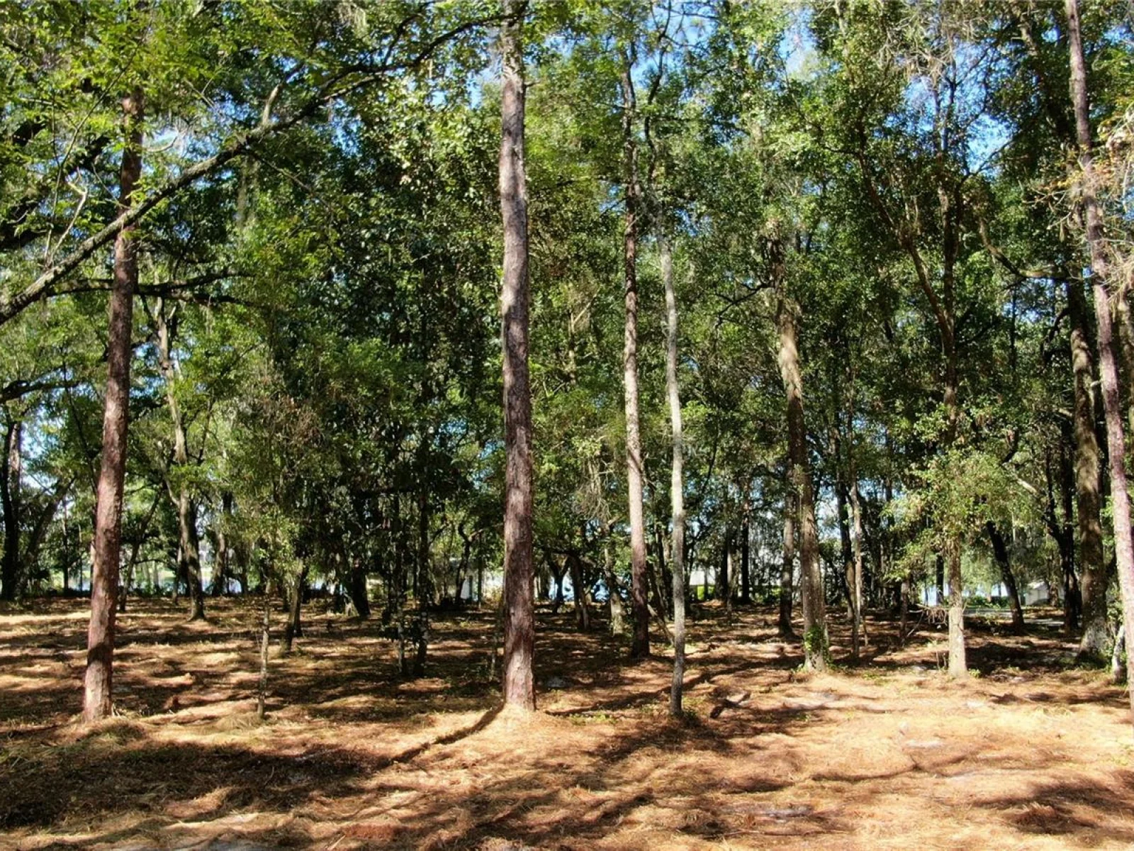 LAKE MARKHAM RD, SANFORD, FL — photo 9