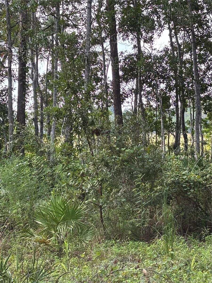 246 BROWNS HAMMOCK RD, CRESCENT CITY, FL — photo 4
