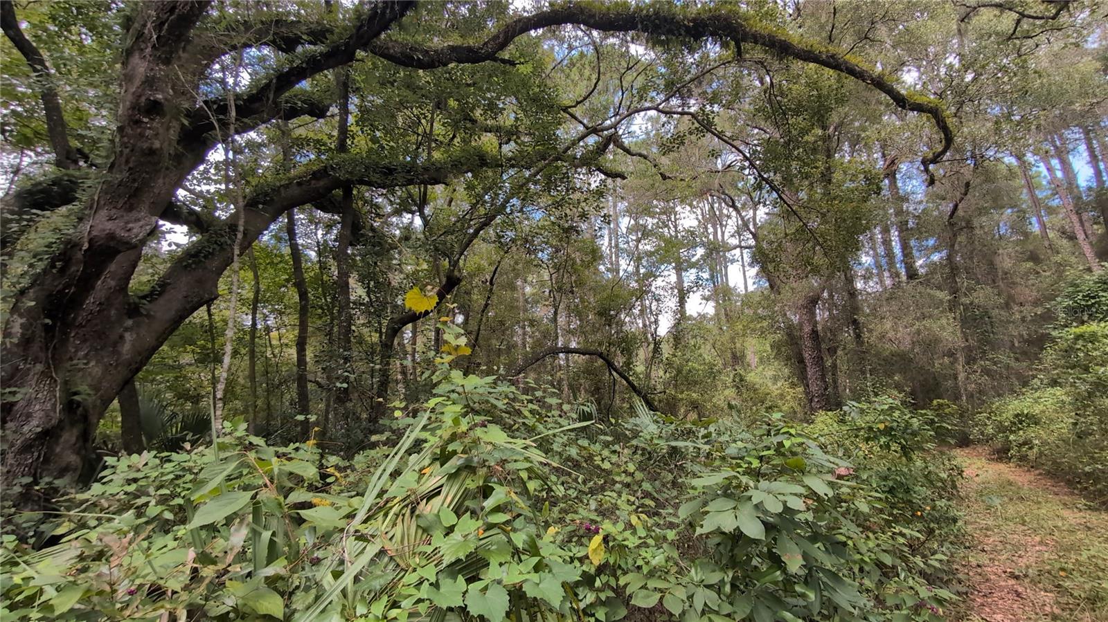 2259 W WILDFLOWER CT, DUNNELLON, FL — photo 4