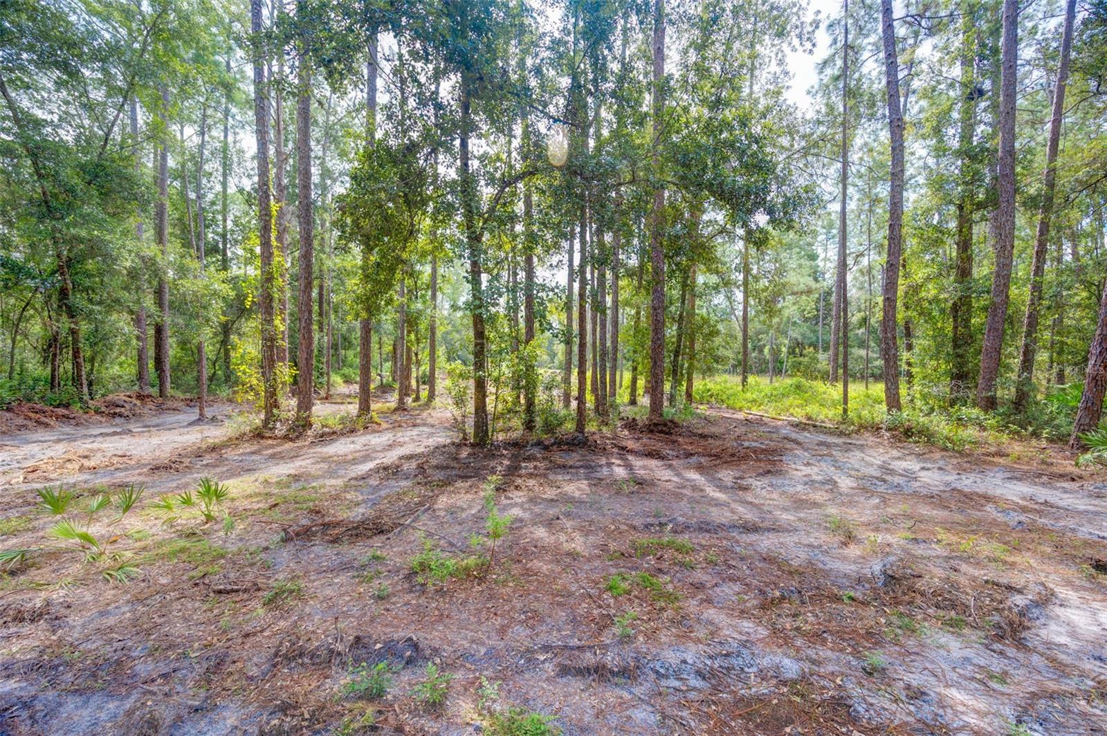 34389 GRINDSTONE DR, WEBSTER, FL — photo 2