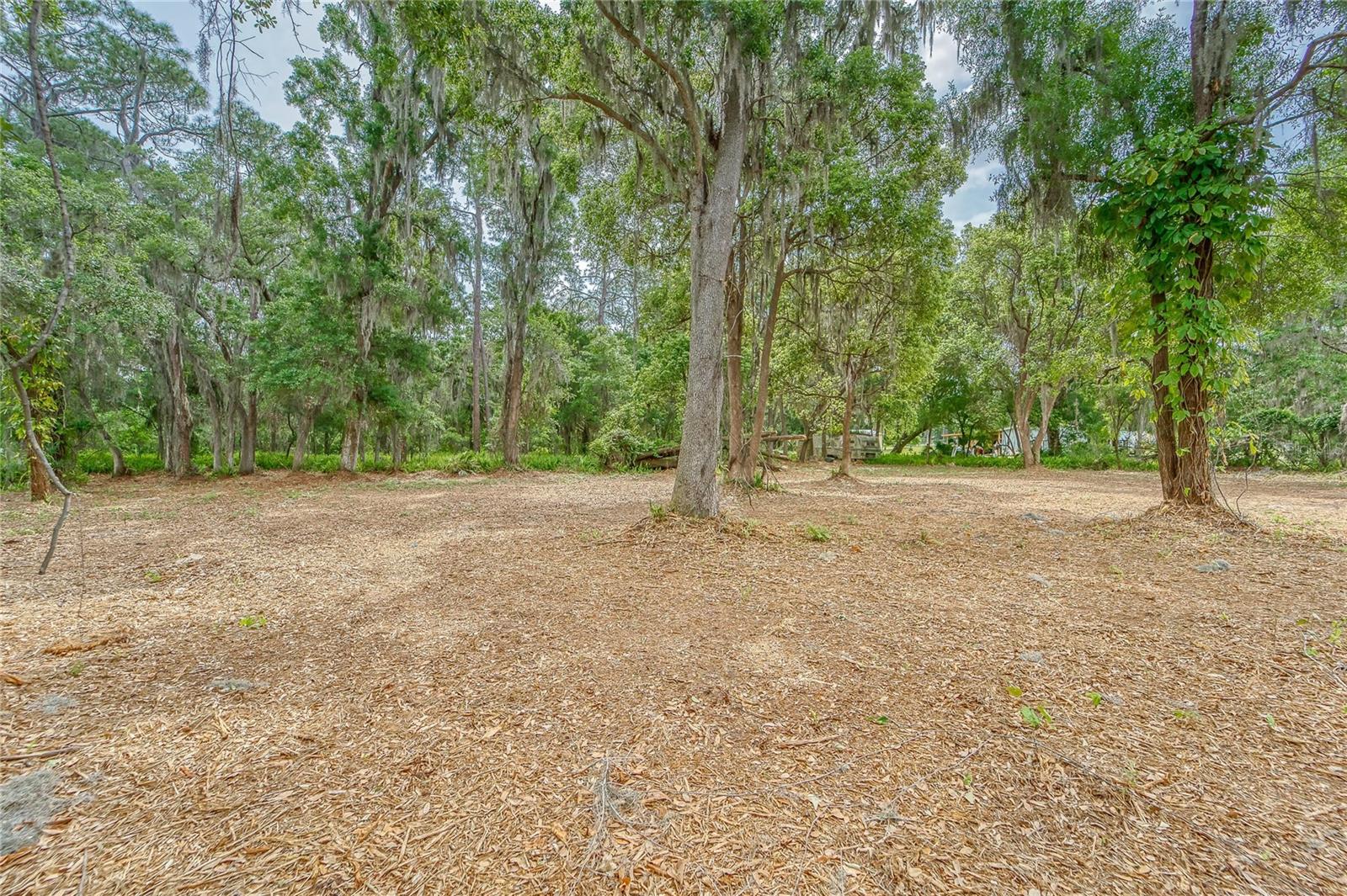 TURKEY CREEK, PLANT CITY, FL — photo 5