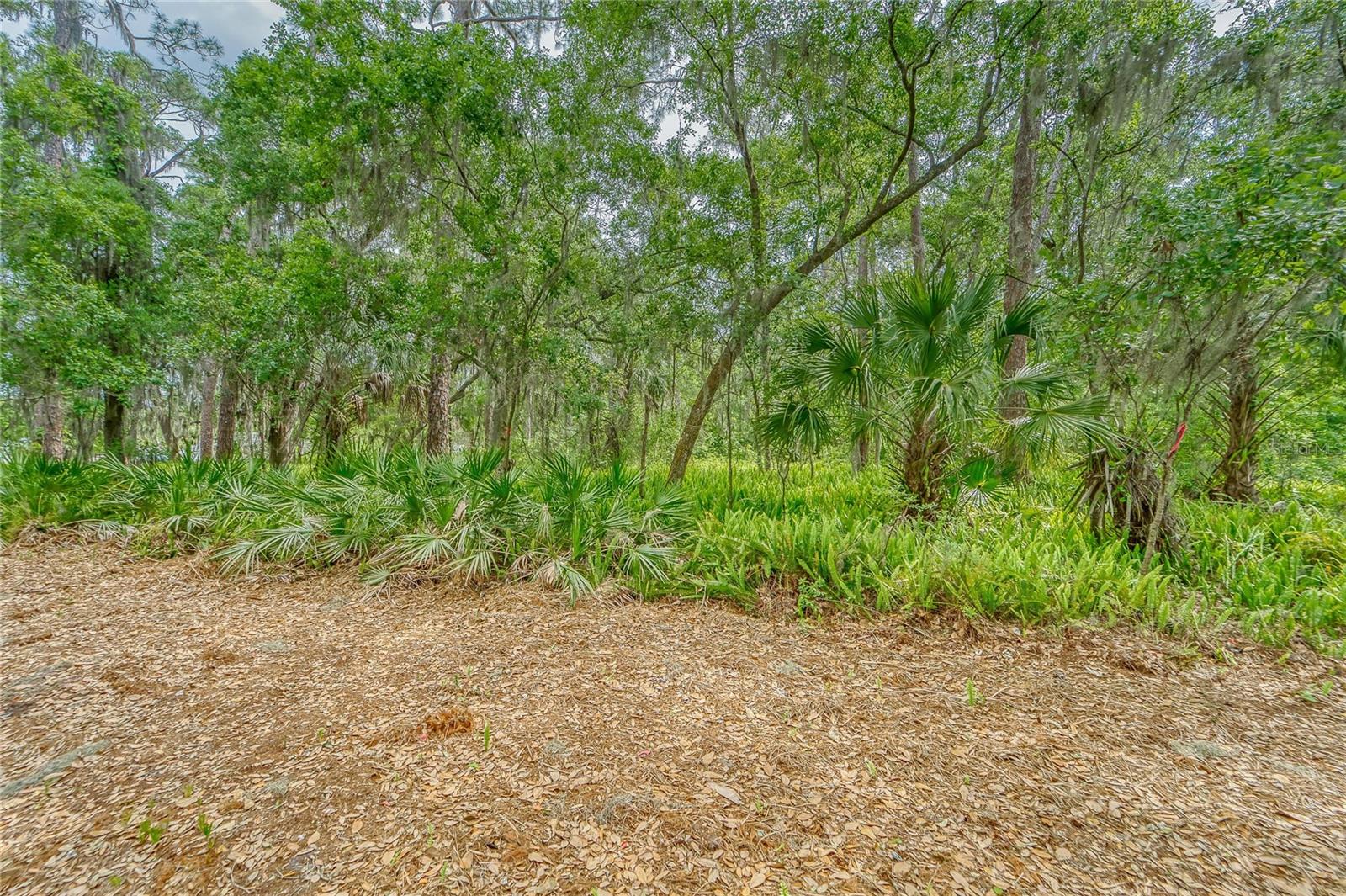 TURKEY CREEK, PLANT CITY, FL — photo 14